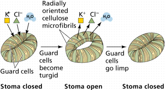 Click to view original size. A good diagram to represent the movement of ions in the opening and closing of the stomata. Please view if your struggling to understand!