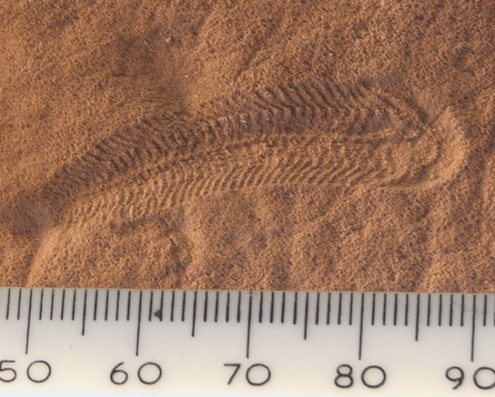 This tiny worm like creature called Spriggina is one of the first creatures with a recognisable head and rear. It may represent our earliest known ancestor.