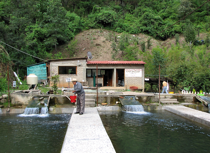A three-pond homestead fish farm setup in a natural environment.