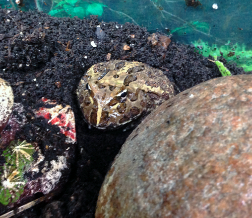 A lot of people like to keep these little frogs because they are very low maintenance. Keep them warm, wet, and well fed, and you are good to go.
