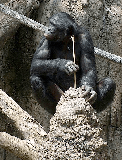 One of several photos Mike R. took of a San Diego Zoo bonobo using a stick to fish termites out of a nest.