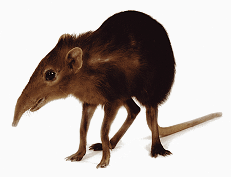 Check out the ground clearance on this guy! Elephant shrews are speedy, but can be unsteady when in full flight.
