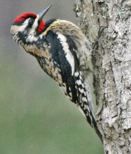 Yellow Bellied Sapsuckers actually do like to eat sap. They lap it up with their long tongues along with insects and berries.