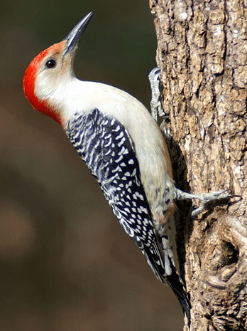 The Red Bellied Woodpecker has a brilliant red cap on top of its head, striking spots on its back and no red belly.