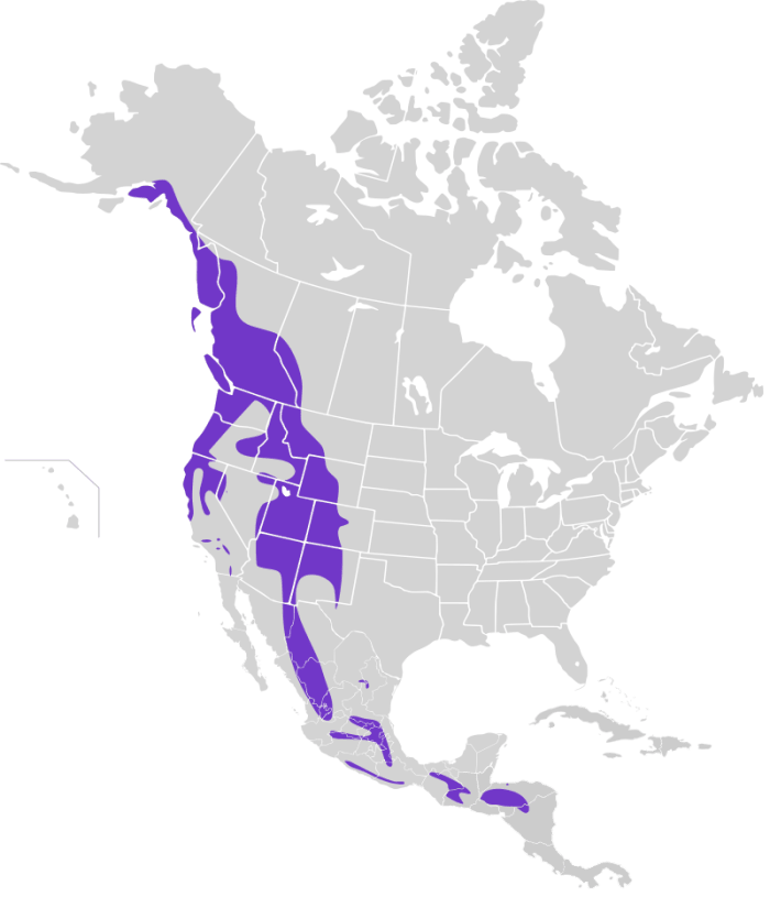 blue-jays-and-the-great-american-backyard-bird-count