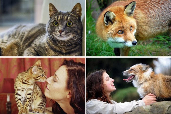 Pet Cat and Fox Evading the Eye Contact