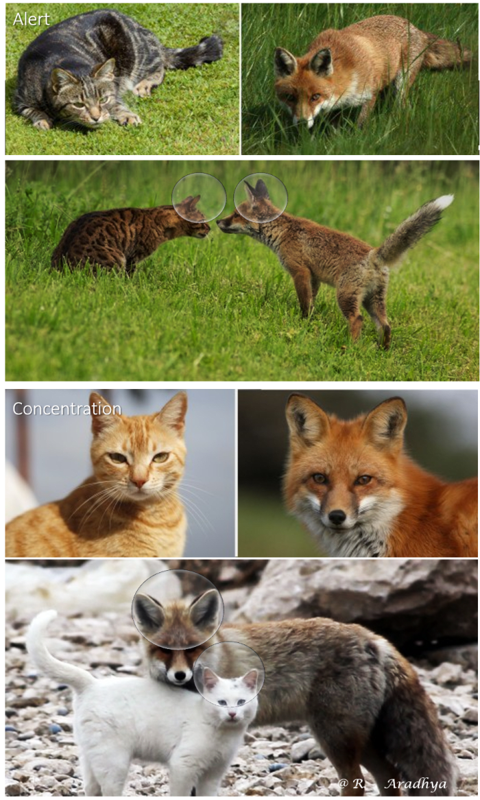 The Cat and Fox ear - Movements