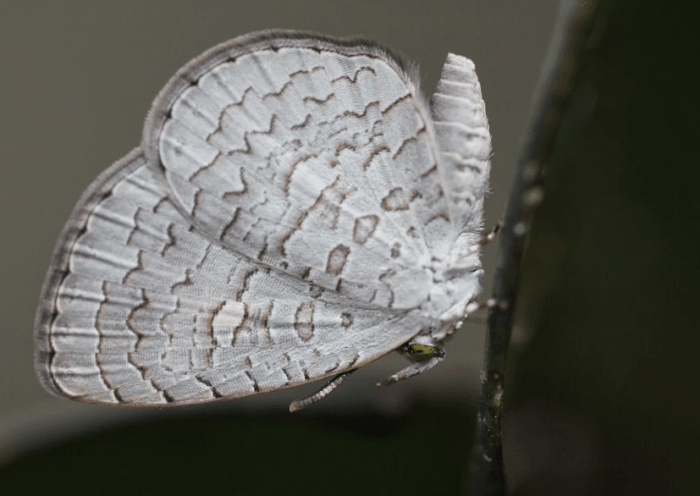 Adult apefly butterfly