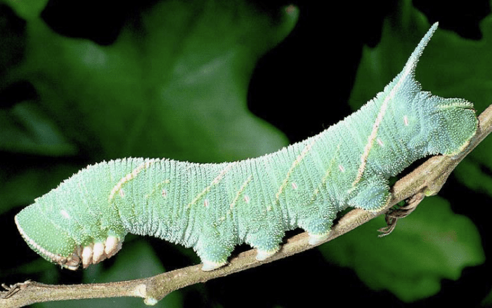 Caterpillar of the marumba hawkmoth