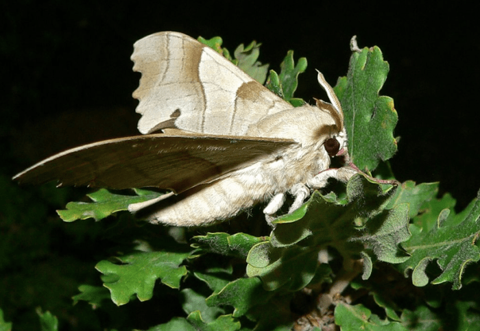 Adult marumba hawkmoth