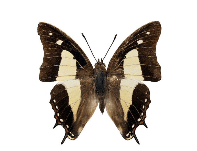 Common nawab butterfly