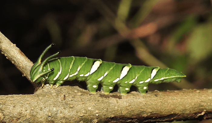 Caterpillar of the common nawab, Polyura athamas