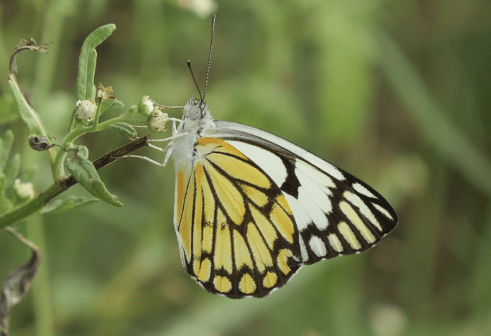 The pioneer white butterfly