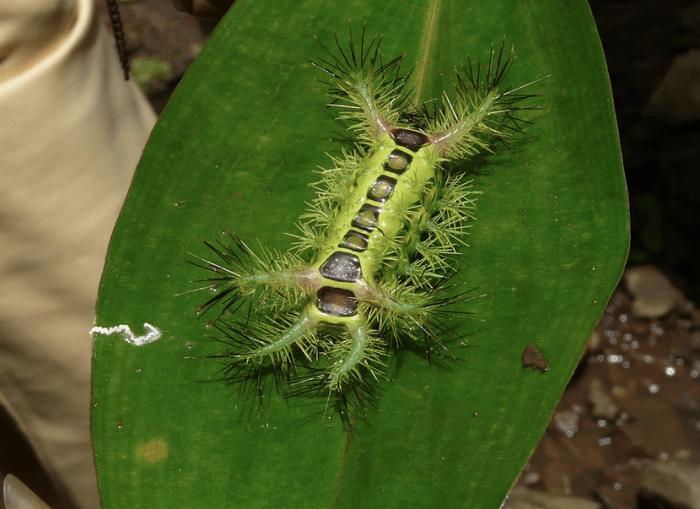 A slug moth caterpilar