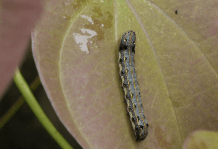 The caterpillar of Spodoptera litura