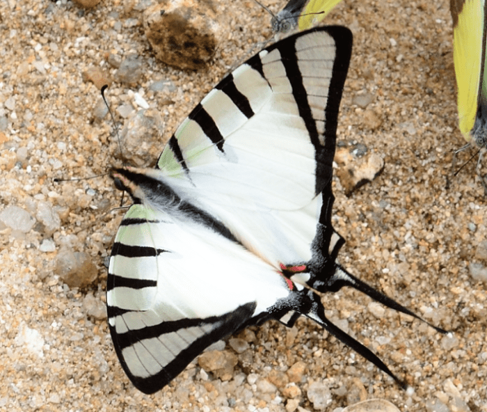 Graphium agetes adult butterfly