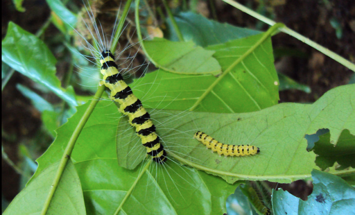 The caterpillar of the Eligma narcissus moth