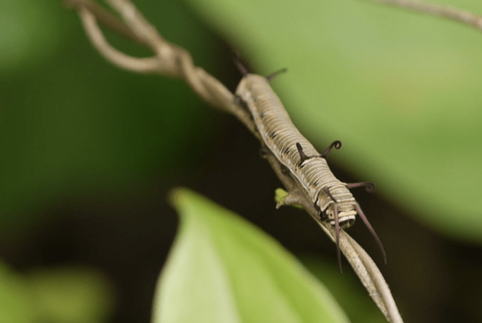 The caterpillar of the common crow butterfly, Euploea core