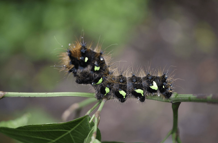 The caterpillar of the golden emperor moth