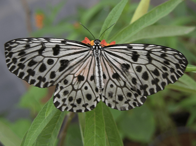 caterpillars-of-india