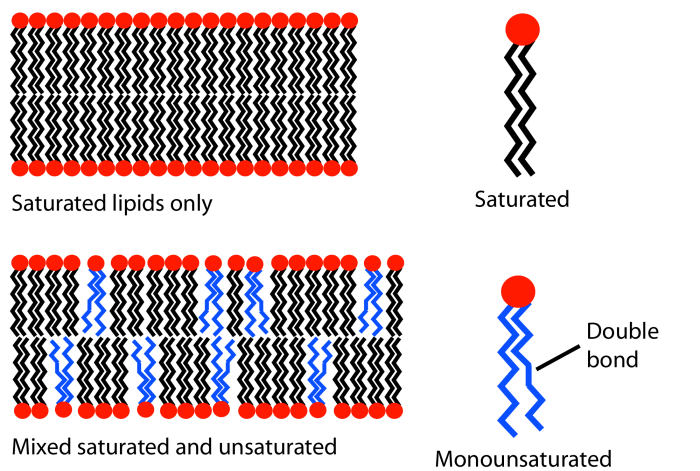 Lipids can be saturated or unsaturated. When there are double bonds (unsaturated) in the tail of the lipids, kinks form. This makes a cell membrane more open and fluid - important in low temperatures.