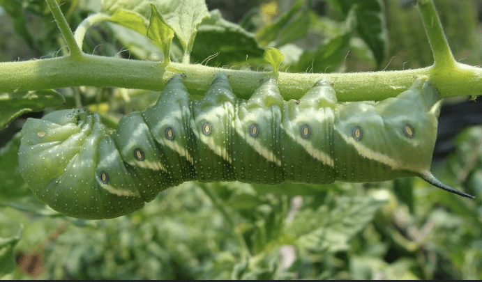 Tomato Hornworm Caterpillar Identification And Control Hubpages