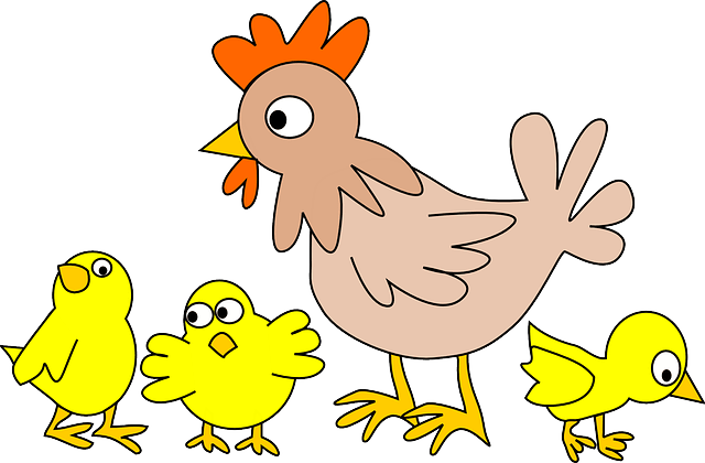 poultry chicken animal bird farm hen farm animals