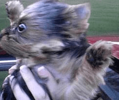 As cute and adorable as this picture is, it is NOT the way your puppy should travel safely. Read these quality pet car seat reviews for a better alternative way for your best mate to travel.