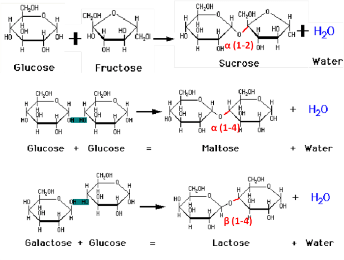 Carbohydrates Mono saccharides, Di saccharides, Poly saccharides, Muco