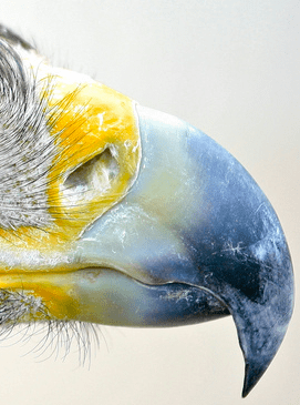 The bill of this hawk has so many details that we would normally miss if it were not for the use of macrophotography.