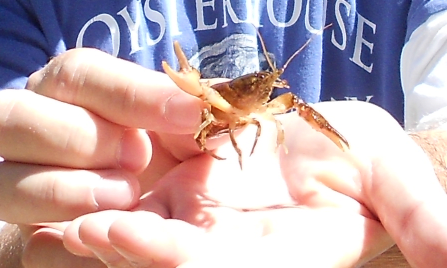 Crawfish are one kind of wildlife found at Graveyard Fields. The Yellowstone Prong flows through Graveyard Field and is home to wild mountain trout.