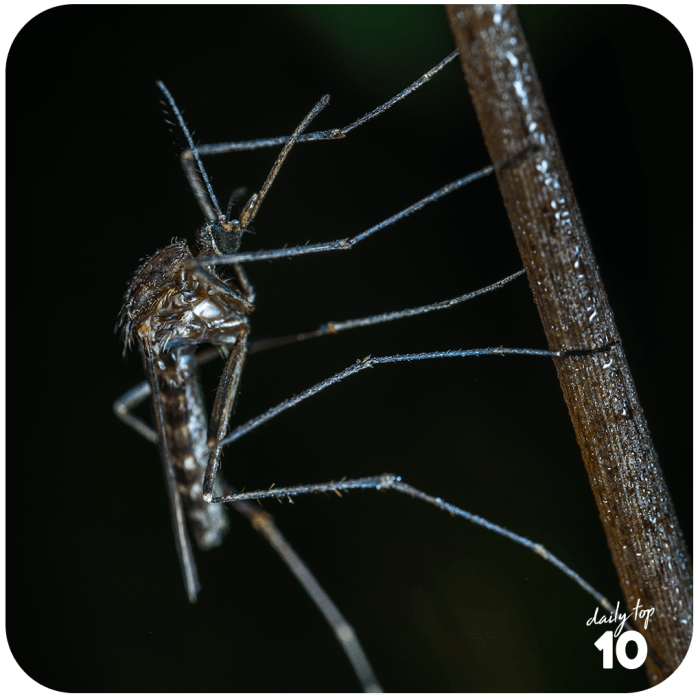 Mosquitoes spread malaria, dengue, and other dangerous diseases and one factor that caused their worldwide population to balloon is global warming.