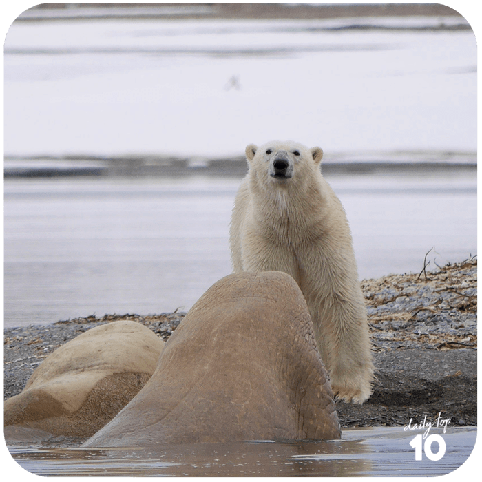 The polar bears are struggling to cope with the situation and it is just a matter of time before they totally won't have anywhere to go.