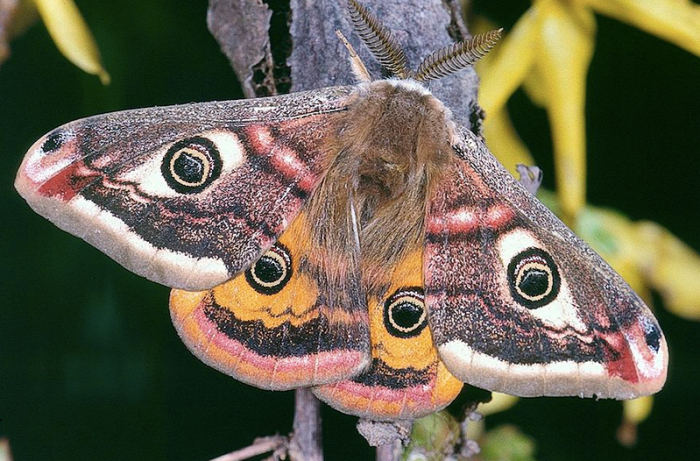 Moth Identification Guide - HubPages