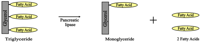 Illustration of the enzymatic digestion of fat -- One molecule of triglyceride produces a monoglyceride and 2 fatty acids.