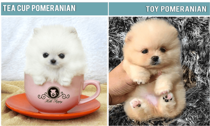 Toy Pomeranian, Pocket Pomeranian, Mini Pomeranian, Micro Pomeranian,