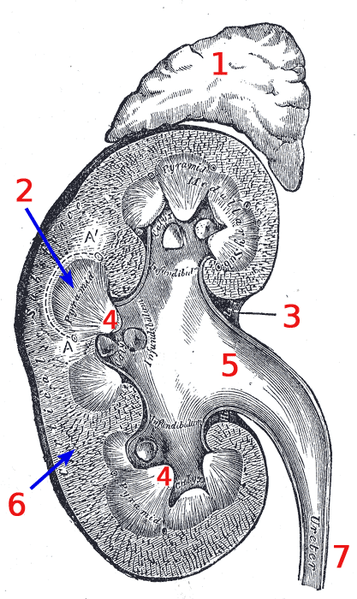 1)Adrenal gland 2) Pyramid 3) Renal hilum 4) Papilla 5) Renal pelvis 6) Renal cortex (the medulla is pretty much everything that isn't cortex) 7) Ureter