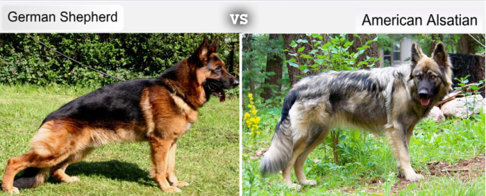 7 Dog Breeds Developed From the German Shepherd's Bloodline - HubPages