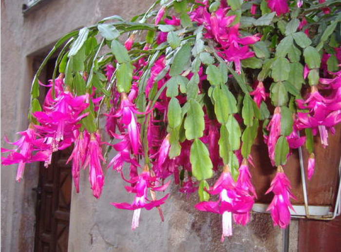 Holiday cactus in a hanging basket. This plant is great for an indoor or outdoor hanging basket. Plants must be brought indoors when the outdoor temperature hits 50 degrees
