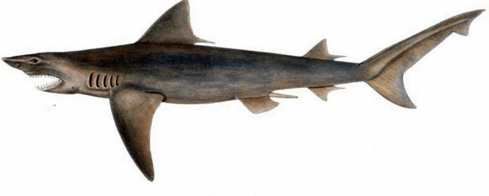 In the Rivers and Lakes: An Overview of the Freshwater Sharks - HubPages