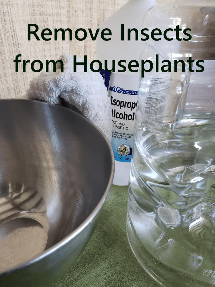 How to Remove Insects from Houseplants HubPages