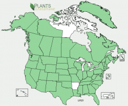 Distribution of stinging nettle in the U.S. From USDA website. Notice the one spot of white among the green.