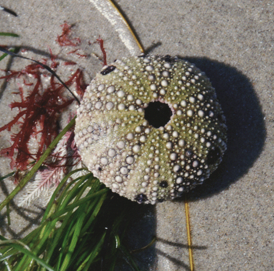 Be sure to visit the tide pools at Laguna Beach if you love to view marine life. A naturalist is often available. The tide pools are to the right of the iconic Lifeguard Station where the rocks jut out to the ocean.