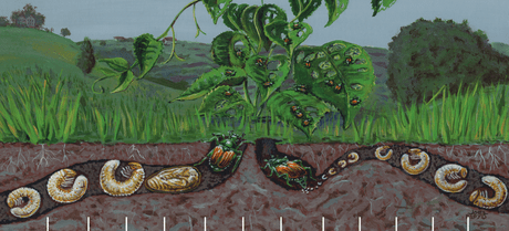 Life-cycle of the Japanese beetle. Larvae feed on roots underground, while adults feed on leaves and stems.