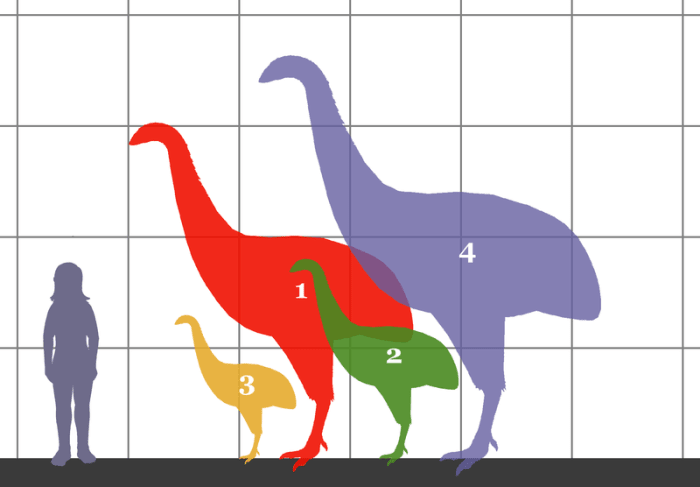 The four species of moa depicted in this picture range (3) Anomalopteryx didformis (4 feet tall), then (2) Emeus crassus (5 feet tall), then (1) Dinornis giganteus ( 10 feet tall) and finally (4) Dinornis novaezelandiae (12 feet tall)