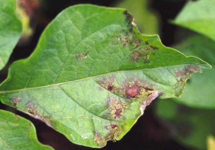 Late blight of potato symptoms on a leaf. Tubers also become infected. This disease led to the Irish Potato Famine, 1845-1852.