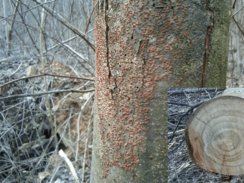 Chestnut blight cancer and tree trunk cross-section of the extent of fungal invasion.