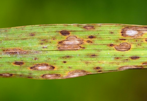 Brown Spot of Rice symptoms on a leaf. The spores of this fungus land on seed and are also airborne spread. Weakened plants die or yield less grain.