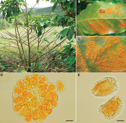 (A) Leaf drop (defoliation) symptom; (B) symptom on lower part of leaf surface, bar = 0.5 cm; (C) Close up of pustules on the lower leaf surface, bar = 0.5 cm; (D) spores in a uredinium, bar = 20 µm; (E) urediniospore, bar = 10 µm