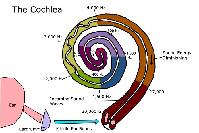 The cochlea's hair cells detect the presence of sound waves and transmit the information to the auditory nerve.
